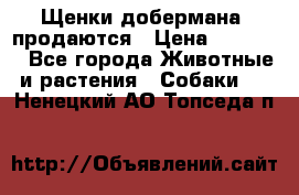 Щенки добермана  продаются › Цена ­ 45 000 - Все города Животные и растения » Собаки   . Ненецкий АО,Топседа п.